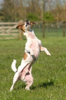 Picture of Terrier crossbreed on hind legs