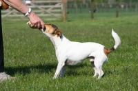 Picture of Terrier crossbreed pulling at stick