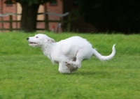 Picture of Terrier crossbreed running