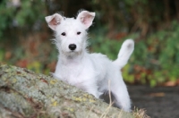 Picture of Terrier crossbreed