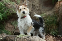 Picture of Terrier Crossbreed