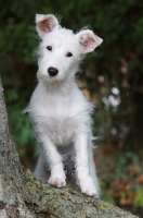 Picture of Terrier crossbreed