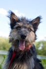 Picture of Terrier cross