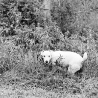 Picture of terrier in undergrowth