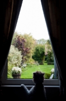 Picture of Terrier looking out of window