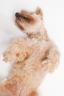 Picture of Terrier lying on back