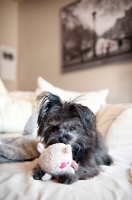 Picture of terrier mix holding plush toy between paws