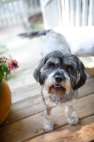 Picture of terrier mix looking inquisitive