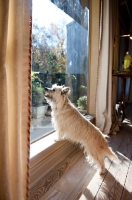 Picture of terrier mix looking out window