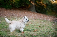 Picture of terrier mix looking out