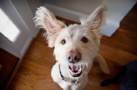 Picture of terrier mix looking up with ears out