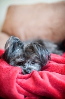 Picture of terrier mix lying in red blanket