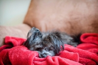Picture of terrier mix lying in red blanket