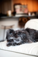 Picture of terrier mix lying with head down on paws