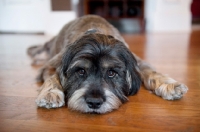 Picture of terrier mix lying with head down