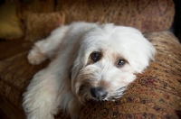 Picture of terrier mix lying with head on arm of sofa