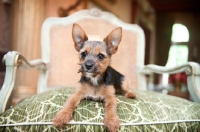Picture of terrier mix on green chair