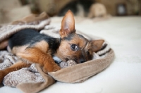 Picture of terrier mix puppy burrowing in blanket