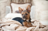 Picture of terrier mix puppy lying in blanket