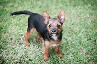 Picture of terrier mix puppy standing in grass