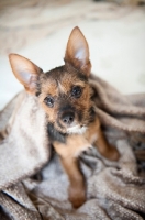 Picture of terrier mix puppy wrapped in blanket