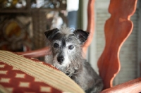 Picture of terrier mix sitting at dinner table in chair