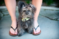 Picture of terrier mix sitting between owner's feet