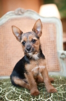 Picture of terrier mix sitting on green chair