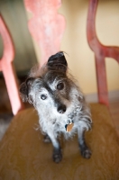 Picture of terrier mix sitting