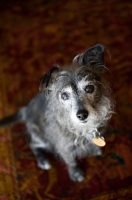 Picture of terrier mix sitting