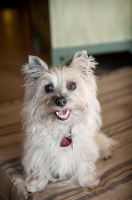 Picture of terrier mix sitting