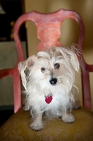 Picture of terrier mix sitting