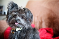 Picture of terrier mix smiling with one ear up