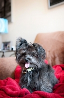 Picture of terrier mix smiling with one ear up