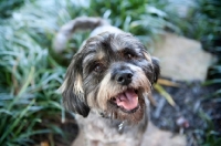 Picture of terrier mix smiling