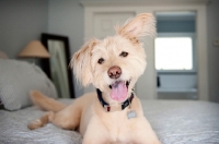 Picture of terrier mix smiling