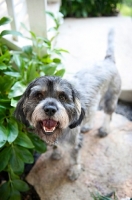 Picture of terrier mix smiling