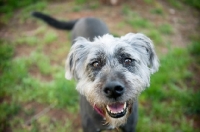 Picture of terrier mix smiling