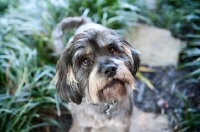 Picture of terrier mix standing in greenery