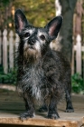 Picture of terrier mix standing on deck