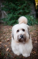 Picture of terrier mix standing