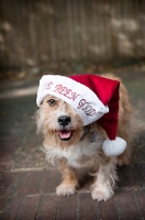 Picture of terrier mix wearing santa hat