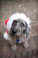 Picture of terrier mix wearing santa hat