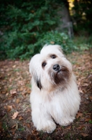 Picture of terrier mix with head tilted