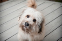 Picture of terrier mix with head tilted