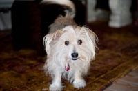 Picture of terrier mix with long ears