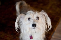 Picture of terrier mix with long ears