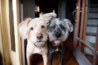 Picture of terrier mixes looking out door together