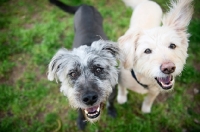 Picture of terrier mixes looking up together in grass