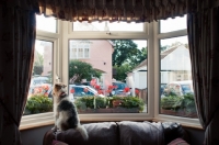 Picture of Terrier sitting on back of armchair